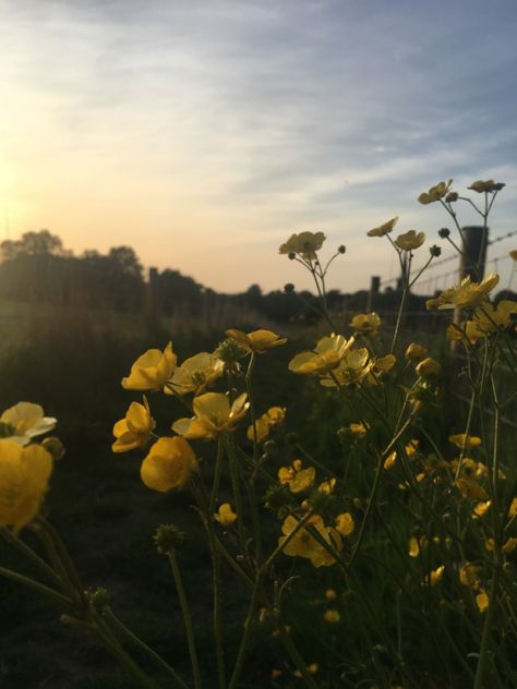 Buttercups Aesthetic, Hana Aesthetic, Buttercup Aesthetic, Buttercup Field, Buttercup Flowers, Asriel Dreemurr, Buttercup Flower, Blue Butterfly Wallpaper, Honey Bear