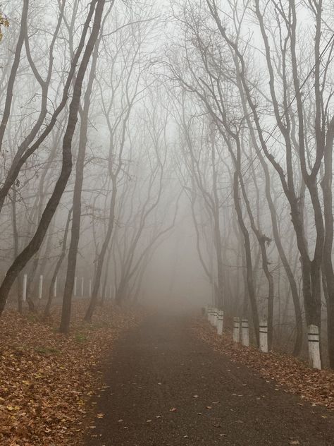 Foggy Atmosphere, Scotland Aesthetic, Foggy Autumn, Midwest Emo, Fox Boy, Dark Landscape, Dark Autumn, Secret Gardens, Best Seasons