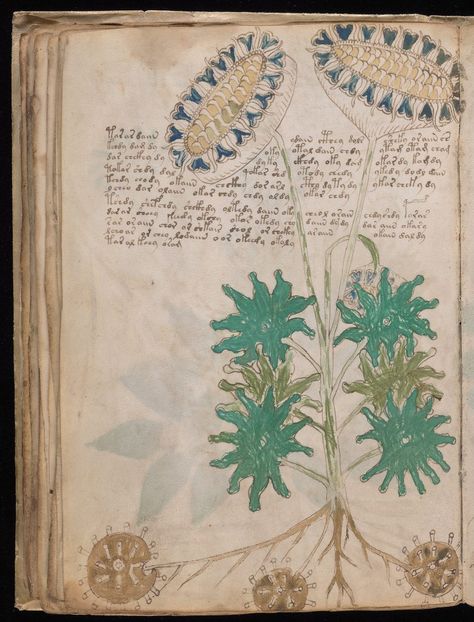 Introduction I would like to inform you that Voynich Manuscript MS408 is already decoded by me. Each page of the Manuscript, from the first to the last, was read. The Manuscript was written in ancient forgotten Senzar language, like mix of the Vedic Sanskrit and Devanagari, which was before them – Proto-language. The Manuscript was … Voynich Manuscript, Scientific Drawing, Handwritten Text, Pictorial Maps, Illustration Botanique, Medieval Manuscript, Medieval Period, Tiny Things, Old Book