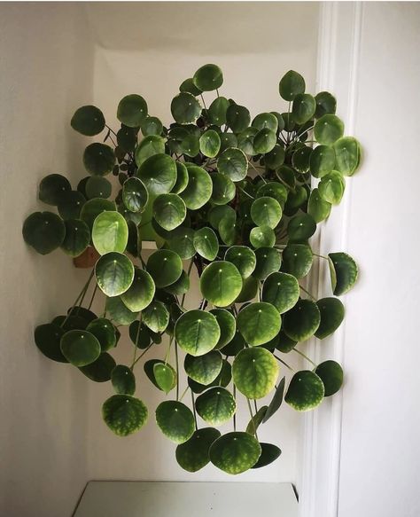 Tanaman Air, Plant Goals, Lucky Plant, نبات�ات منزلية, Pilea Peperomioides, Plants Are Friends, Garden Life, Inside Plants, Plants Nature