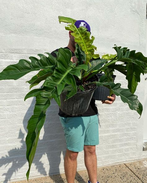 ILLExotics | Plants & Reptiles on Instagram: “Get down, get down. JUNGLE BOOGIE! 🎶🕺 We have 4” pots available online and 10” in-store. These philodendrons prefer a brightly lit room and…” Jungle Boogie Philodendron, Jungle Boogie, Planting Ideas, Reptiles, Planting, Plant Leaves, In Store, Plants, 10 Things