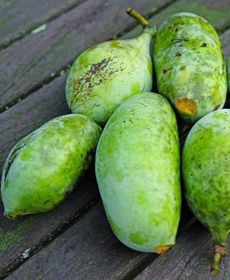 Pawpaw Tree, Paw Paw Tree, Growing Fruit Trees, Homestead Gardens, Paw Paw, Vanilla Custard, Growing Fruit, Unique Trees, Grow Your Own Food