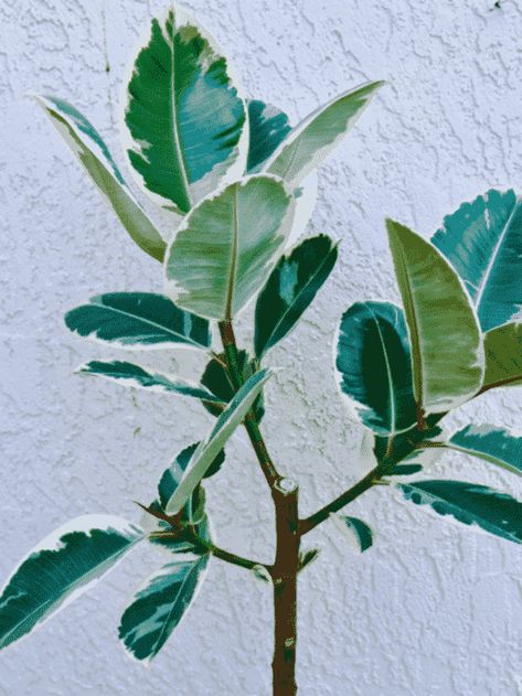 How To Make Rubber Tree Branch Out | Joy Us Garden | Care, Propagation, and Pruning Rubber Plant Care, Rubber Tree Plant, Air Layering, Ficus Tree, Ficus Elastica, Tree Pruning, Rubber Plant, Rubber Tree, House Plant Care