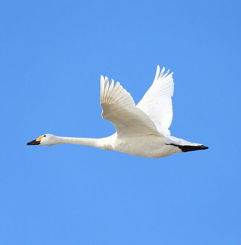 Swan flying over a clear blue sky. Kohoku-cho Ebie, Nagahama-shi, Shiga pref., Japan. Februrary4, 2018.Text and photography by Teruhide Tomori on Flickr Swan Flying, Flying Swan, Building Mural, Swan Drawing, Fly Drawing, The Kimono Gallery, Kimono Gallery, Acryl Painting, Swans Art