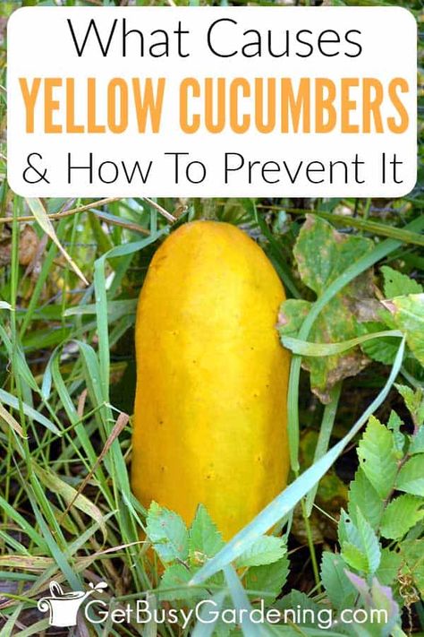 Yellow Cucumbers, Yellow Cucumber, Cucumber Varieties, Organic Pest Control, Cucumber Plant, Growing Cucumbers, Plant Tags, Starting A Garden, Yellow Squash