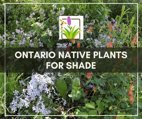 Ontario Planting Guide, Native Ontario Garden, Ontario Native Plant Garden Design, Native Ontario Plants, Ontario Native Plant Garden, Ontario Flowers, Ontario Garden, Names Of Plants, Canadian Garden