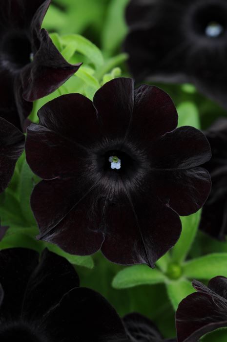 Petunia - Our Plants - Kaw Valley Greenhouses Black Velvet Petunia Aesthetic, Goth Plants, Heat Lightning, Potion Ingredients, Black Petunias, Black Plants, Courtyard Plants, Garden Tool Holder, Goth Garden