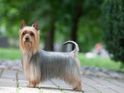 Australian Silky Terrier | Breeds A to Z Australian Silky Terrier, Australian Terrier, Silky Terrier, Terrier Breeds, Dogs For Sale, Lap Dogs, Dog Show, Dog Care, Yorkshire Terrier