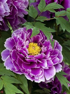 FROM THE GARDEN OF ZEN: Haru-botan (spring peony) flowers in Engaku-ji Tree Peonies, Spring Peony, Purple Peonies, Gardens Flowers, English Rose, Favorite Flowers, Peony Flower, Flower Beauty, Beautiful Blooms