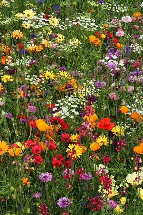 Curiositasmundi — dazzlingallgood: via jaqez Country Cottage Living, Wild Flower Meadow, Nothing But Flowers, Wildflower Garden, Flower Therapy, Pretty Plants, Cottage Living, Nature Aesthetic, Flower Images