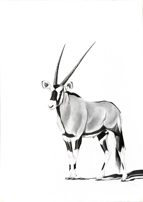 Gemsbok commission Gemsbok Drawing, Oryx Drawing, Art Charcoal, African Wildlife, Animals Artwork, African Animals, Animal Sketches, Wildlife Art, African Art