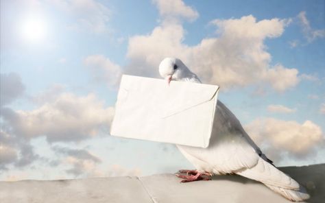 How Do Homing Pigeons Find Home? | Wonderopolis James Van Praagh, Homing Pigeons, Loved One In Heaven, Amnesty International, Spirit World, Postcard Printing, White Doves, Science Art, Release Dove