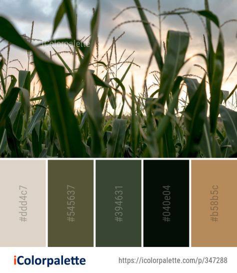 Color palette theme related to agriculture, crop, field, food grain, grass, grass family, Image, leaf, plant, plant stem, sunlight, . Download color palette as Pdf, Adobe swatch and more. Pantone Green Colors, Color Palette From Image, Crop Field, Beige Color Palette, Color Palette Ideas, Pantone Colour Palettes, Bedroom Layout, Flower Image, Art Colour