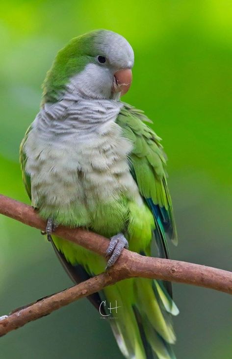 Quaker Parrot, Monk Parakeet, Draft Horses, Animal Facts, Mini Paintings, Sweet Animals, Birdy, Habitat, World's Best