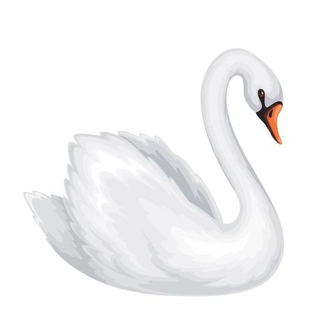 Swan Vector Illustration, Tattoo Swan, Swan Cartoon, Swan Vector, Swan Images, Swan Sticker, Duck Icon, Duck Vector, Swan Illustration