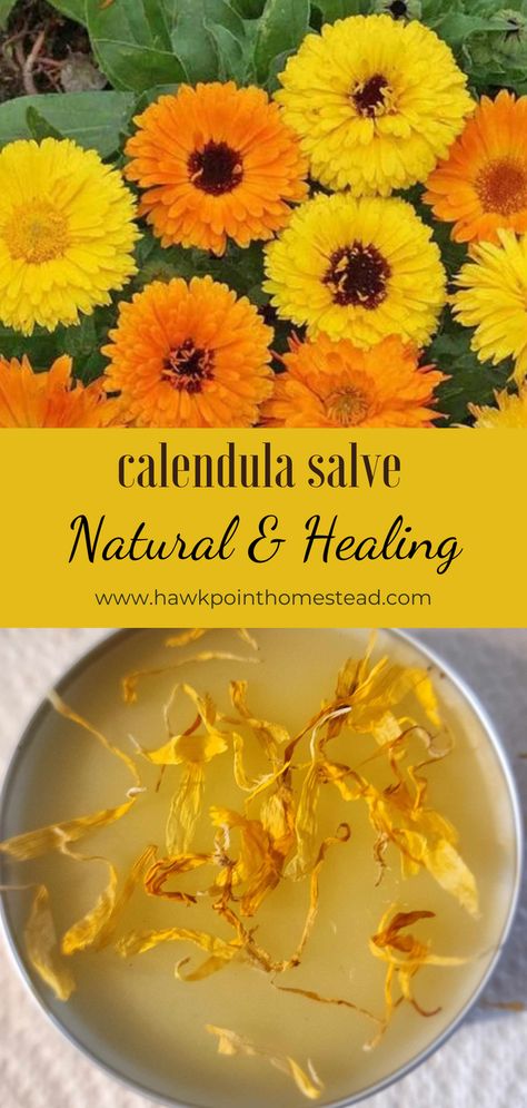 This homemade natural calendula salve recipe is so easy to make and results in a salve with many healing properties. calendula petals are rich in naturally occurring compounds called flavonoids. These compounds are said to have anti-inflammatory, anti-thrombogenic, antidiabetic, anticancer, and neuroprotective effects. The article linked in the post also states that calendula has been used to treat a variety of skin conditions, such as diaper rash, wounds and other conditions. Herbal Medicine Cabinet, Cooking With Turmeric, Calendula Salve, Salve Recipes, Herbal Salves, Natural Healing Remedies, Diy Remedies, Natural Therapy, Natural Health Remedies