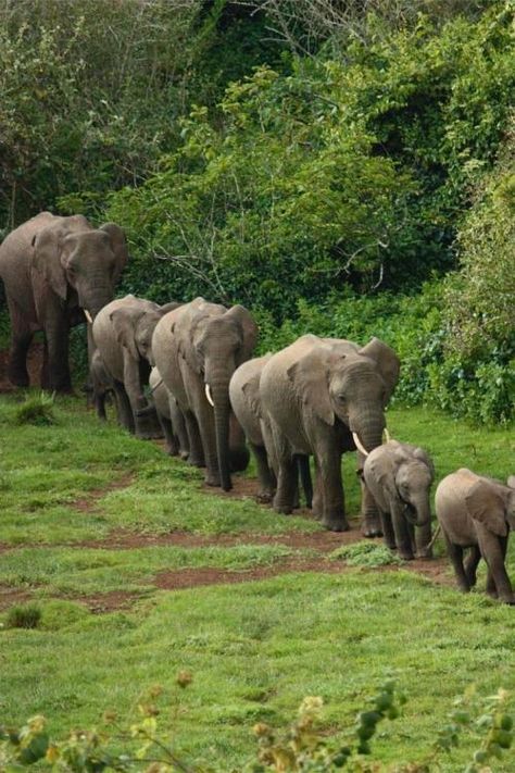 Retrato de familia Herd Of Elephants, Save The Elephants, Elephant Love, African Elephant, African Animals, Wild Life, Animal Planet, Animal Photo, 귀여운 동물