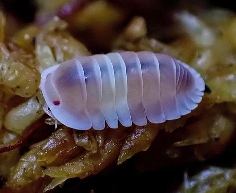 Isopod Pfp, Cute Isopod Art, Isopods Cute, Clown Isopod, Invertebrates Animals, Bathynomus Giganteus, Pill Bugs, Weird Looking Animals, Millipedes