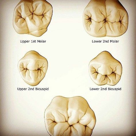 Dental Drawings, Dentist Funny, Dental Ceramics, Hygiene School, Dental Assistant Study, Teeth Anatomy, Dental Hygiene Student, Dental Images, Dental World