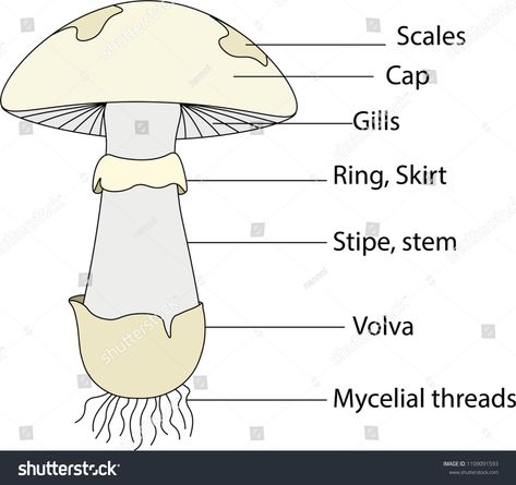 structure of mushroomstructure#mushroom Mushroom Types Drawing, Mushroom Structure, Mushroom Infographic, Mushroom Classification, Mushroom Biology Illustration, Mushroom Stock, Royalty Free Photos, New Pictures, Stock Vector