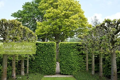 Pleached limes, Tilia platyphyllos 'Rubra' Beech hedge, mature trees, early summer, June Lime Tree Garden, Fruit Tree Hedge Living Fence, Pleached Lime Trees, Betula Utilis, Betula Papyrifera, Beech Hedge, Plant Photography, Hedges, Garden Plants