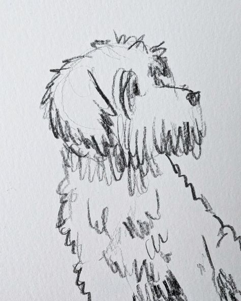 September will always be special – it's the month back in 2020 that we first met our lovely Sam and he chose us to be his humans. How long ago that seems now! . #samdevasher #labradoodle #parkfieldlabradoodle @parkfieldlabeadoodle #doodlepuppy #labradoodlelovers Shitzu Sketch, Labradoodle Sketch, Labradoodle Art, Doodle Puppy, Labradoodle, Always Be, Instagram, Art