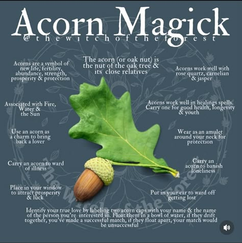 Acorn Magical Properties, Acorn Magic, Oak Tree Meaning, Herbs Properties, Tree Meanings, Kitchen Witchcraft, Hug A Tree, Goodluck Charms, Witch Herbs