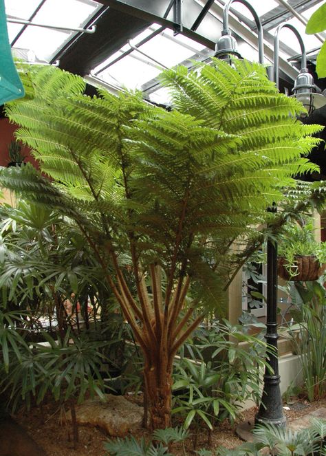 Australian Tree Fern (Cyanthea cooperi) Poolside Trees, Cyathea Cooperi, Australian Tree Fern, Water Ferns, Fern Tree, Types Of Ferns, Fern Forest, Australian Trees, Ferns Garden