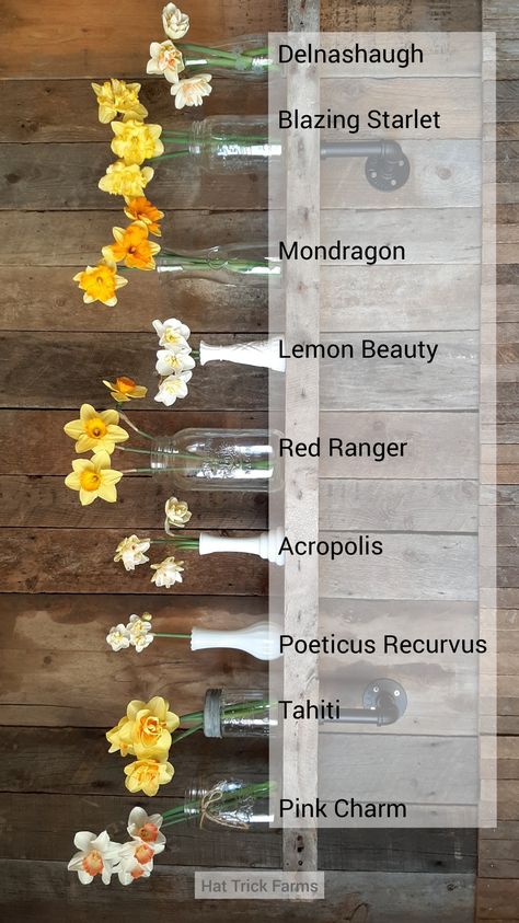 Daffodil flowers: yellow, orange white with pink centers. Displayed in our barn board shop in clear and white glass vases. Daffodil Flower Aesthetic, Daffodil Bouquet Wedding, Daffodil Wedding Flowers, Daffodils Bouquet, Daffodil Wedding, March Flowers, Daffodil Bouquet, Pink Charm, Daffodil Flower