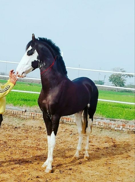 Smokey Black Horse, Black Sabino Horse, Sabino Horse, Sultan Mirza, Aqha Stallion, Horse Markings, Horse Coat Colors, Marwari Horses, Stallion Horses