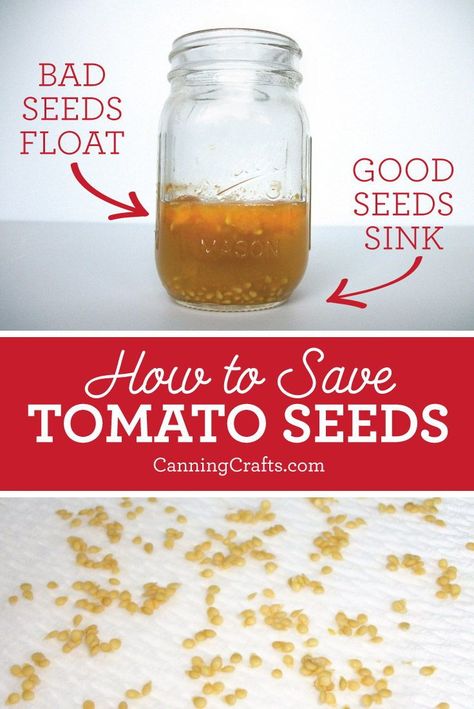 How To Dry Tomato Seeds, How To Preserve Tomato Seeds, How To Germinate Tomato Seeds, How To Harvest Tomato Seeds, Tomato Salsa Canning, How To Save Tomato Seeds For Next Year, Save Tomato Seeds, Saving Tomato Seeds, Canning Tomatoes Recipes