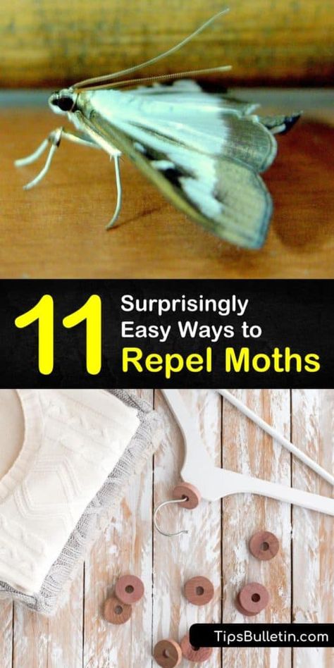 How To Prevent Moths In Closets, How To Get Rid Of Moths In Pantry, Get Rid Of Moths In House, How To Get Rid Of Moths In Closet, Moth Traps Diy, How To Get Rid Of Moths In The House, Moths In Closet, Moth Larvae, Getting Rid Of Moths