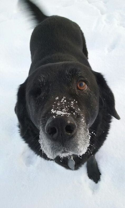 dantesnow Psy I Szczenięta, Animal Adoption, Sick Dog, Black Labs, Dog Shedding, Older Dogs, Sweet Dogs, Black Labrador, Black Lab