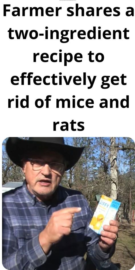 Homemade Rat Poison, Diy Mice Repellent, Mouse Poison, Getting Rid Of Rats, Rat Poison, Rodent Repellent, Mice Repellent, Getting Rid Of Mice, Diy Pest Control