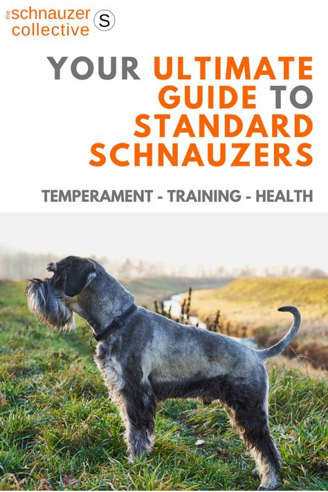 Standard Schnauzer Grooming, Standard Schnauzer Puppies, Brown Schnauzer, Homestead Plans, Schnauzer Standard, Schnauzer Breed, Schnauzer Grooming, Beagle Funny, Standard Schnauzer