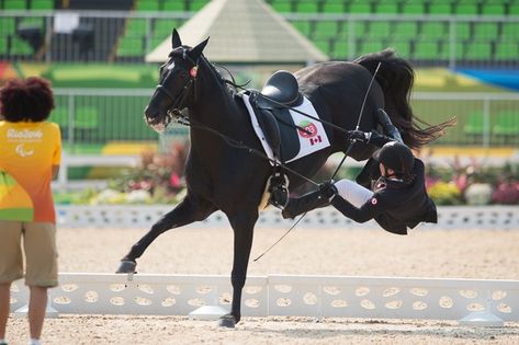 Falling Photography, Equine Science, English Horses, Horse Story, Horse Facts, English Horse, Horse Boarding, Horse Aesthetic, Dressage Horses