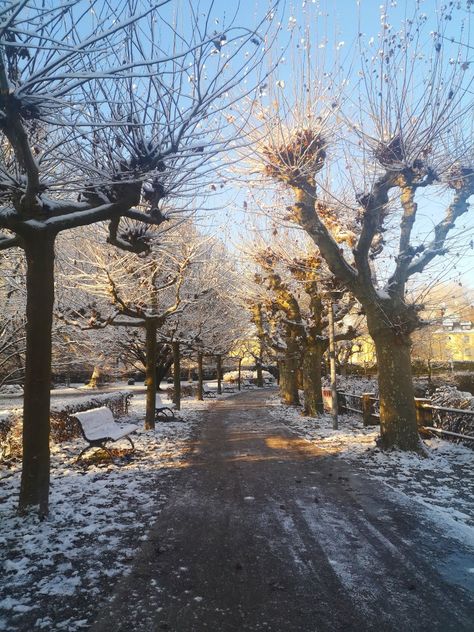 Snow Morning, Morning Winter Aesthetic, Cold Winter Morning, German Winter, Snowy Morning, Winter Morning Aesthetic, Winter Morning, Snowy Bench, Snowy Sunrise