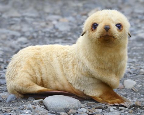 Antarctic Fur Seal pup Fur Seal, Seal Pup, Funny Pigs, Baby Seal, Vizsla Puppies, Puppy Breeds, Sea Lion, Sweet Animals, Cute Kittens