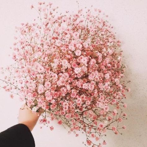 Baby Breath, Pink Flowers, Flowers, Wall, Pink, White