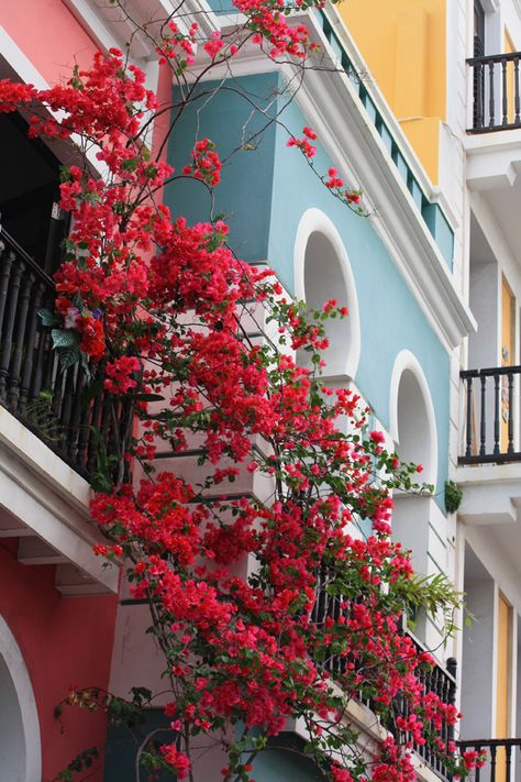 Flowers of Colombia >>> Puerto Rico Island, Puerto Rico Vacation, Enchanted Island, Puerto Rican Pride, Puerto Rican Culture, Porto Rico, San Juan Puerto Rico, Bougainvillea, Caribbean Islands