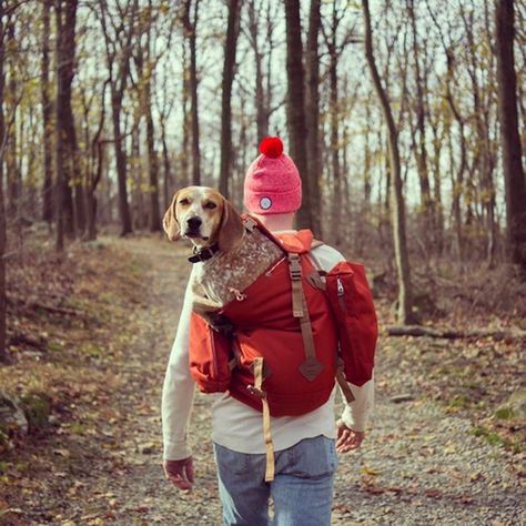 Maddie the Coonhound Standing on Things (Part 3) - My Modern Metropolis Holiday Photoshoot, Hiking Photography, Dog Photography, Mans Best Friend, Dog Life, I Love Dogs, Dog Love, Puppy Love, A Dog