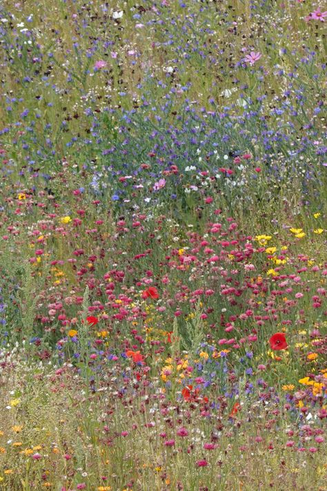 Wildflower Field Aesthetic, Flowers In Field, Garden Palette, Flowers Texture, Green Texture Background, Wild Flower Meadow, Tower Garden, Green Texture, Photoshop Textures