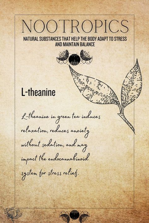 Explore L-Theanine products at The Other Path retail store, including supplements, teas, and powders. Known for promoting relaxation and reducing stress. Image shows an image of L-Theanine with descriptive text. L Theanine, Endocannabinoid System, Energy Healing Spirituality, Thirsty Thursday, Best Supplements, Wellness Tips, Gut Health, Energy Healing, Ayurveda