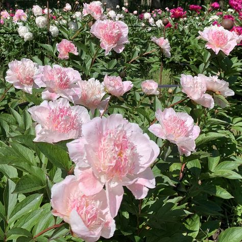 Do Tell | Peony Do Tell Peony, Autumn Hill, Planting Peonies, Tree Peony, Plants For Sale, Gifts Jewelry, Flower Field, Cut Flowers, Garden Tools