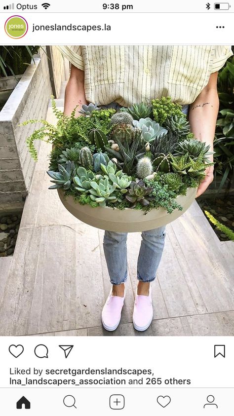 Plant Bowls Decor, Succulent Bowl Indoor, Succulents Indoor Display, Succulent Bowls Outdoor, Bowl Planter Ideas, Cactus Bowl, Bowl Garden, Suculent Plants, Succulent Bowl