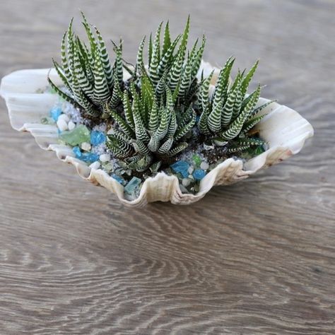 Ocean Theme Flower Arrangements, Plant In Seashell, Beach Theme Terrarium, Shell Succulent Planter, Flowers Farm, Beach Theme Succulent Terrarium, Popsicle Stick Houses, Air Plants Decor, Succulent Garden Design