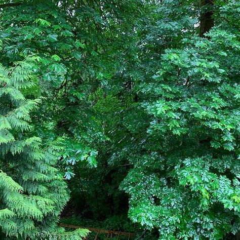 Five Pacific Northwest Native Shrubs to Plant in Your Garden — The Watershed Company Pacific Northwest Garden, Oregon Garden, Northwest Landscaping, Coastal Landscaping, Natural Landscaping, Flowering Bushes, Columnar Trees, Privacy Plants, Native Plant Gardening