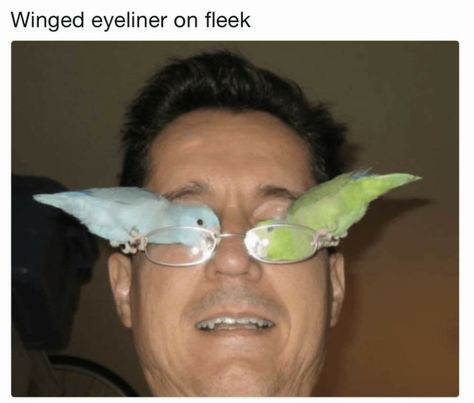 Cursed Bird Memes, New Funny Memes, Funny Crested Gecko Memes, Taxidermy Meme, Parakeet Memes Hilarious, Fresh Memes, Two Birds, Winged Eyeliner, Girl Problems