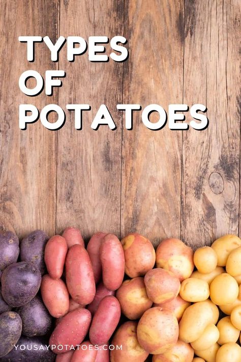 There are many types of potatoes! If you're wondering what potato varieties are best for mashing, salads, or roasting, then this epic list of all the different kinds of potato will help. There are many different types of potatoes. Nearly 5,000, in fact! But which ones do you need for different cooking methods? Whether you’re... Read More Types of Potatoes © You Say Potatoes. Potato Types And Uses, Different Types Of Potatoes, Different Kinds Of Potatoes, Gemstone Potatoes, Potato Types, Kinds Of Potatoes, Baked Potato Microwave, Blue Potatoes, Sweet Potato Dishes