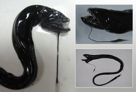 Pacific Blackdragon, Black Dragonfish, Ocean Scary, Terrifying Images, Alien Movies, Sigourney Weaver, Deep Sea Creatures, Angler Fish, Deep Sea Fishing